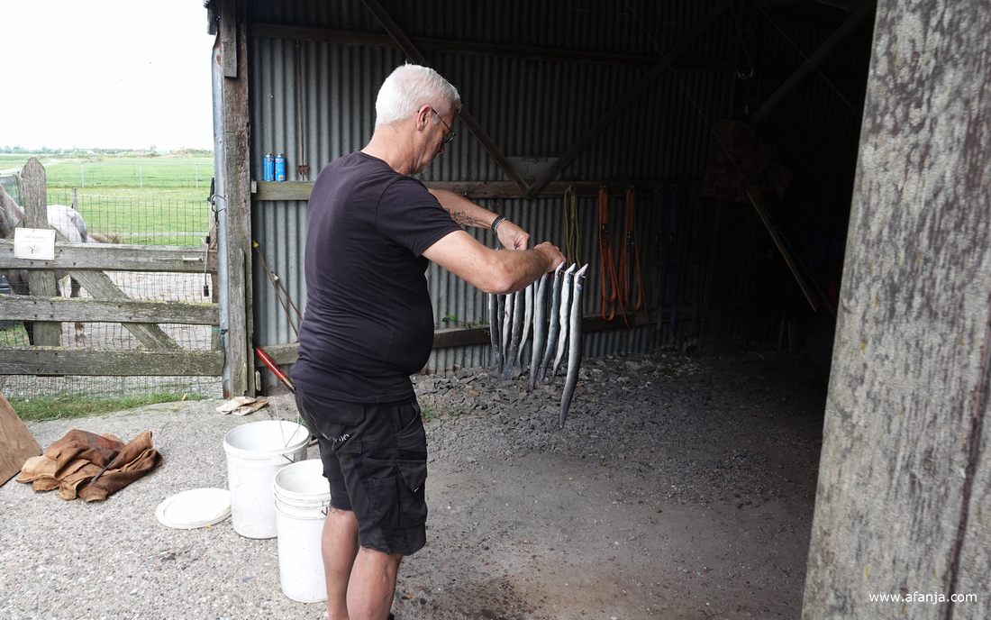 de palingen mogen even uitlekken