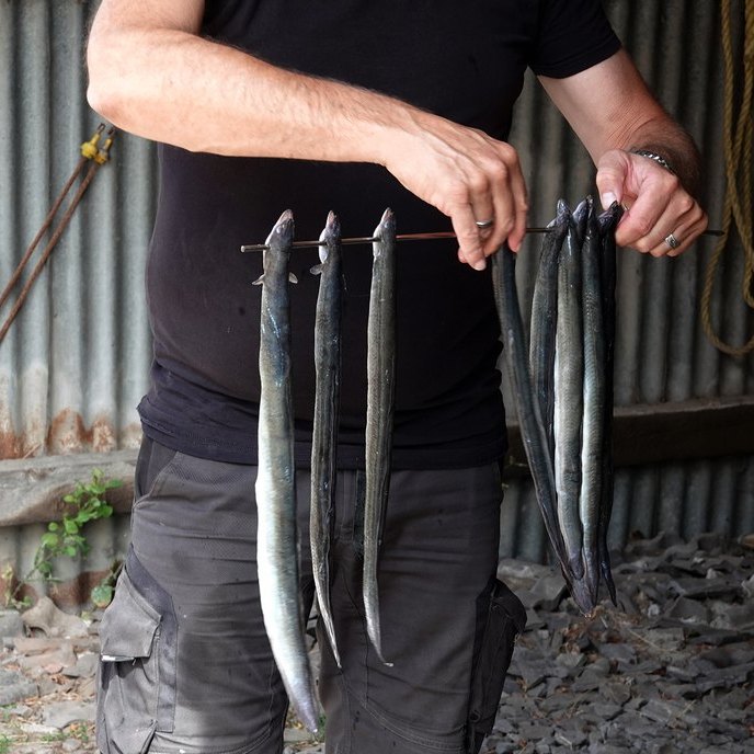 de palingen worden netjes op afstand van elkaar geschoven