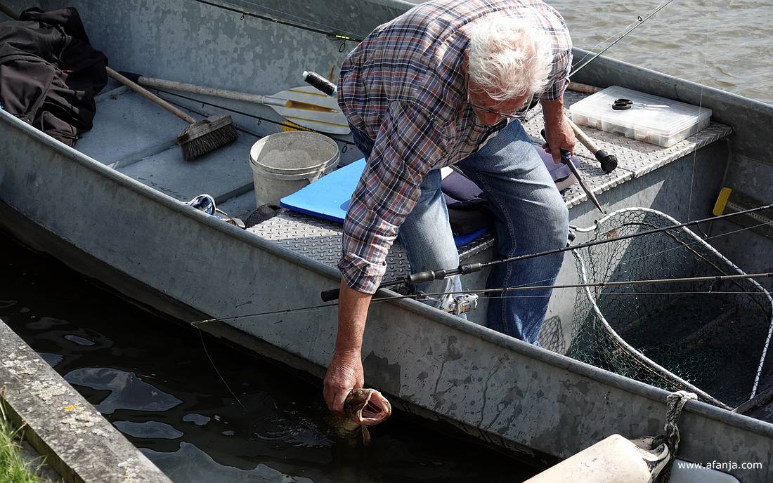 de snoek wordt weer vrijgelaten in het water