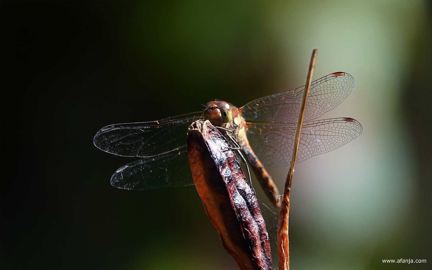 een heidelibel zit op een zaaddoosje van de blauwe iris naar de camera te kijken