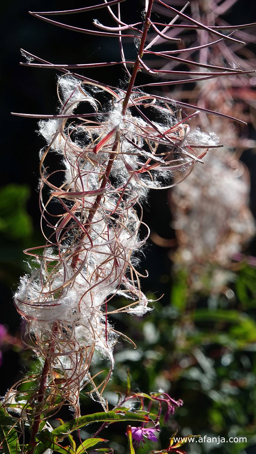de pluisjes van het wilgenroosje