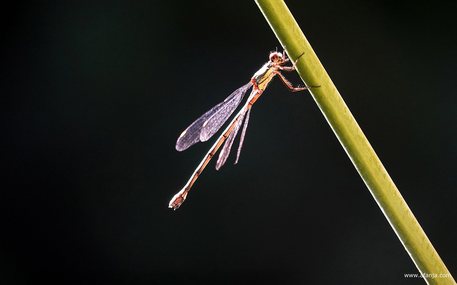 een houtpantserjuffer hangt aan de stengel van de ijzerhard