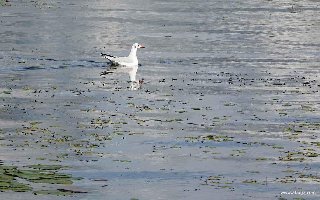 een meeuw dobbert op het water voor de vogelkijkhut