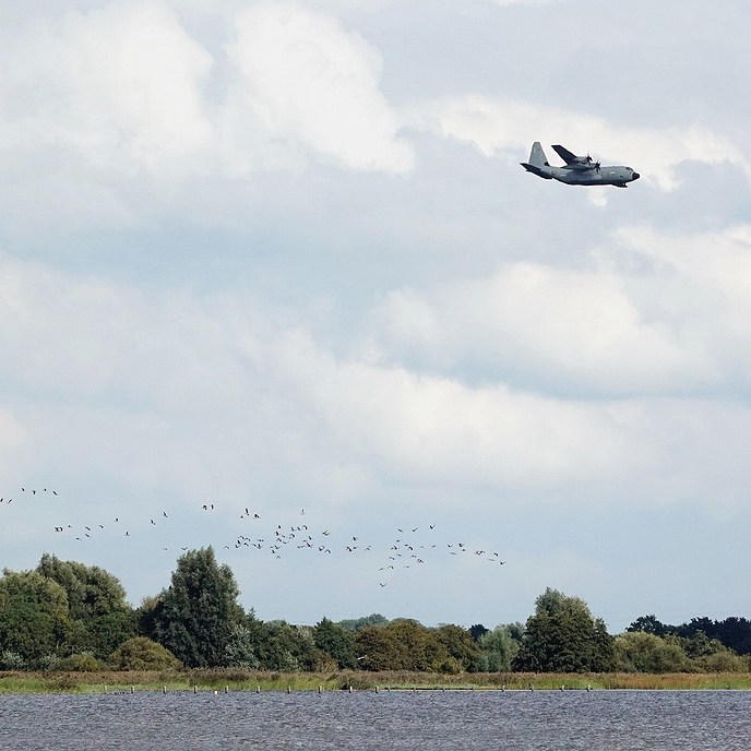 een grote groep vogels vliegt op bij de passage van de ronkende vliegtuigen