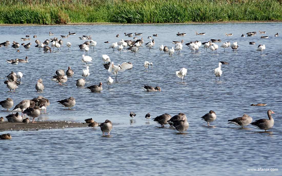 ganzen en lepelaars aan de oostkant van de plas in de Jan Durkspolder