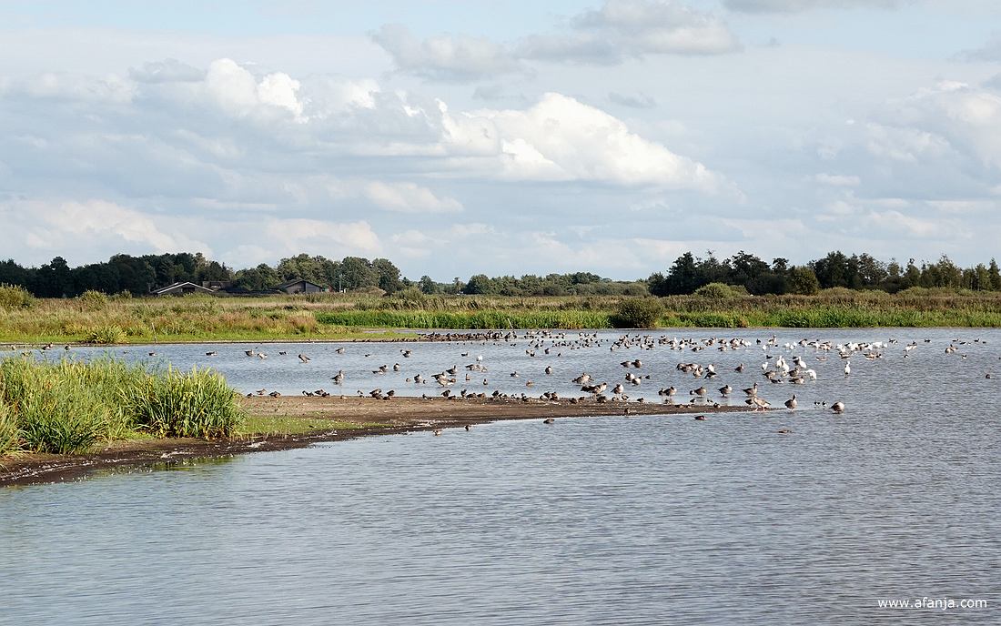 ganzen en lepelaars aan de oostkant van de plas in de Jan Durkspolder