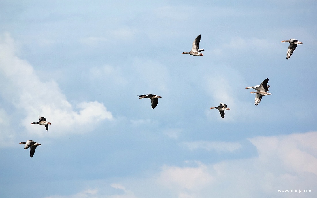 overvliegende ganzen boven de Jan Durkspolder