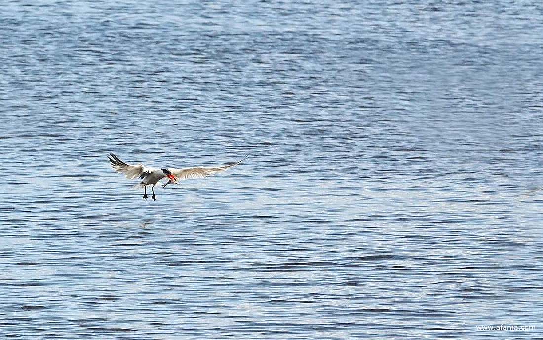een reuzenstern vliegt met een vis in de snavel laag over het water