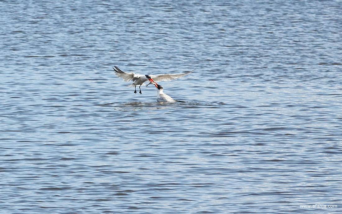 overdracht van een vis tussen een volwassen reuzenstern en een jonge reuzenstern