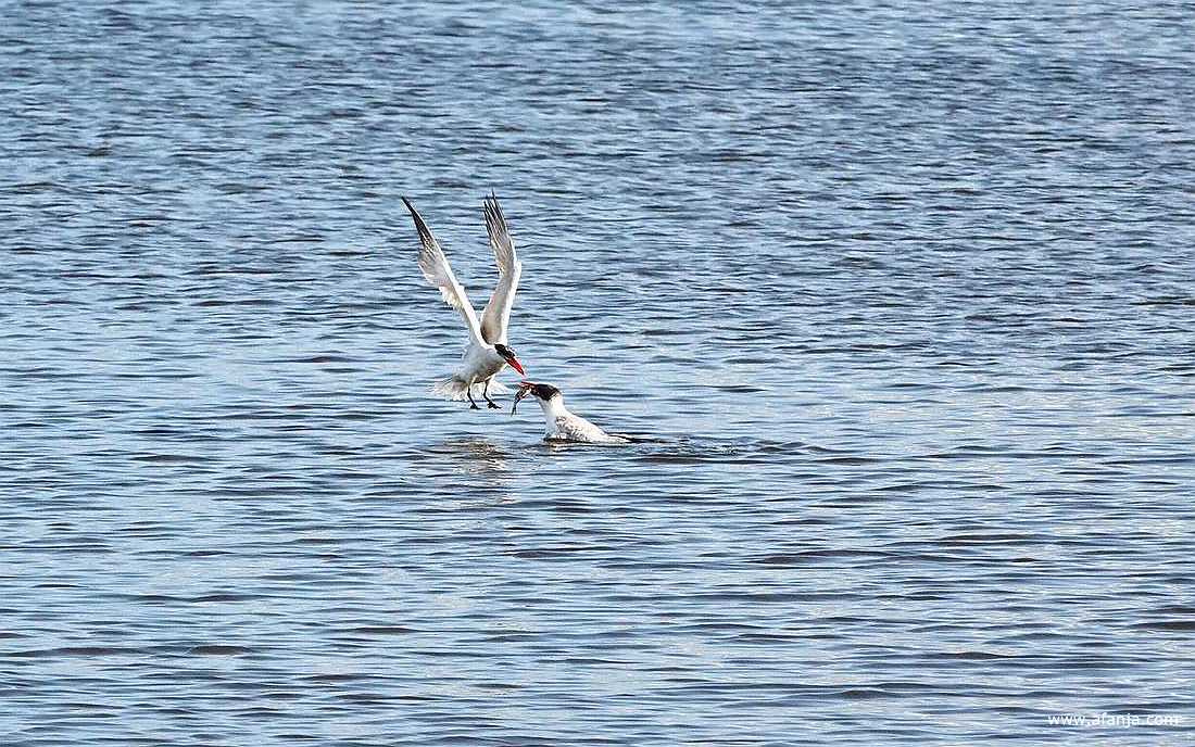 de overdracht van een vis door een volwassen reuzenstern aan een jonge reuzenstern