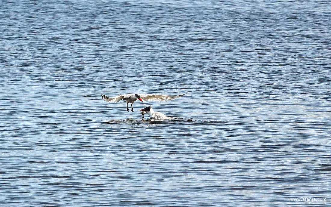 de overdracht van een vis door een volwassen reuzenstern aan een jonge reuzenstern