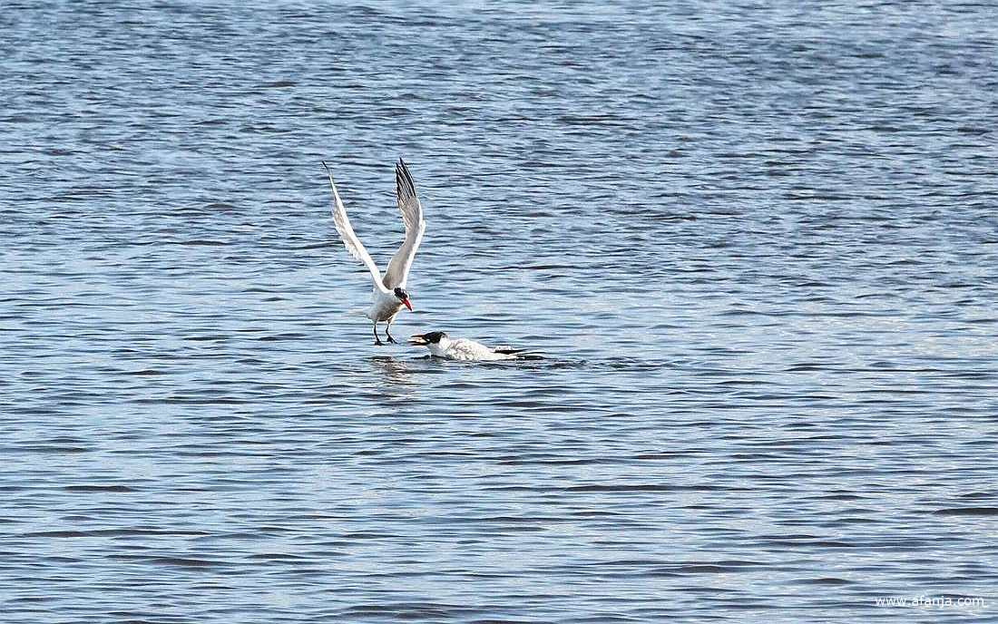 de overdracht van een vis door een volwassen reuzenstern aan een jonge reuzenstern