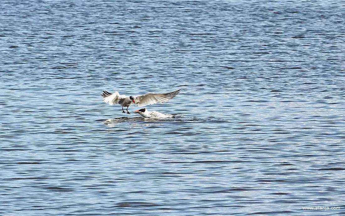 de overdracht van een vis door een volwassen reuzenstern aan een jonge reuzenstern