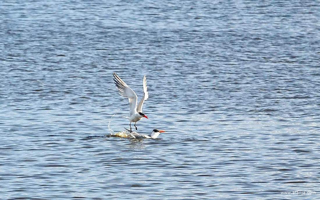 en weer door oor de volgende ronde