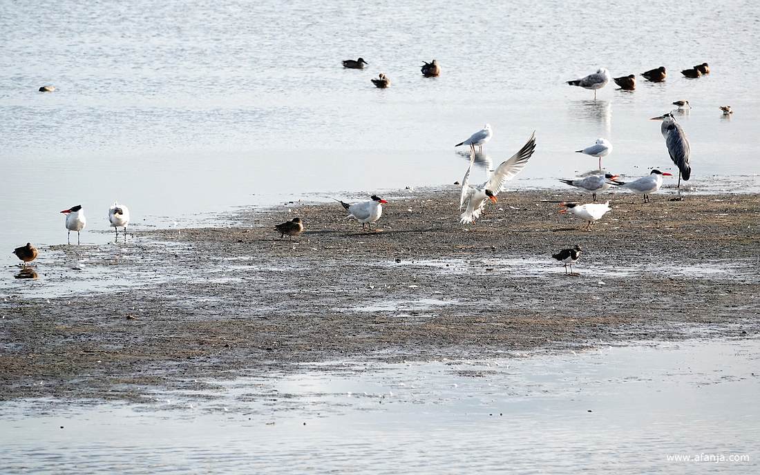 op drooggevallen eilandje in de Jan Durkspolder zitten o.a. reuzensterns en een blauwe reiger