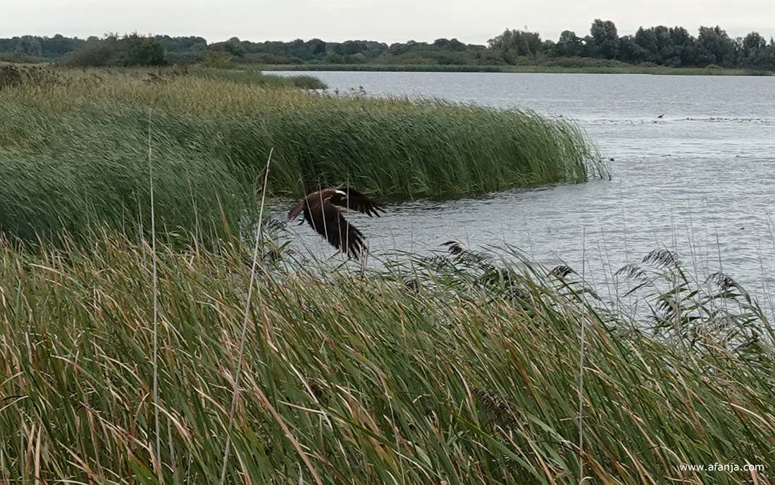 een bruine kiekendief hangt vlak naast de vogelkijkhut boven het water