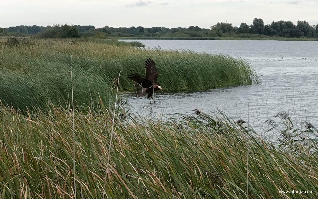 een bruine kiekendief hangt vlak naast de vogelkijkhut boven het water