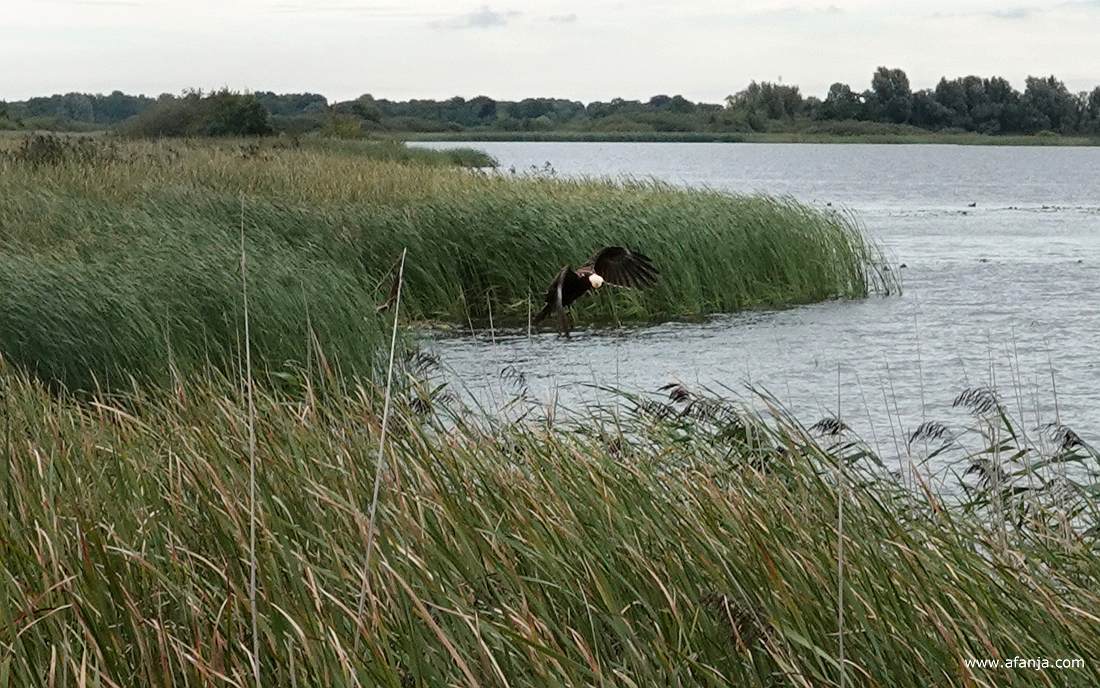 een bruine kiekendief hangt vlak naast de vogelkijkhut boven het water