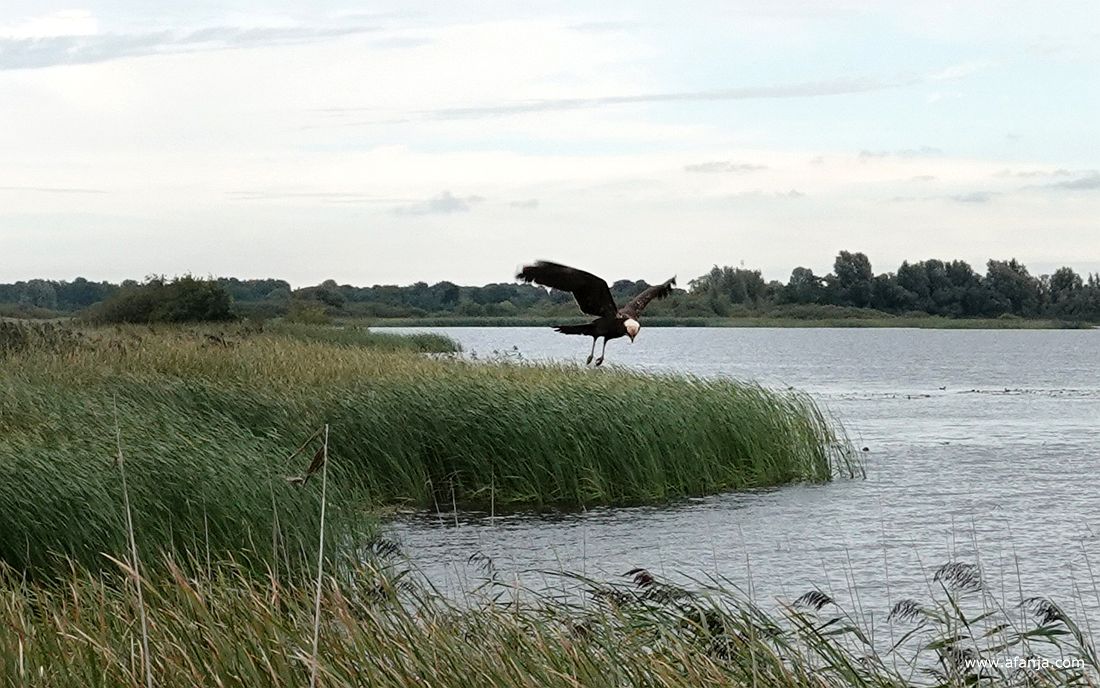 een bruine kiekendief hangt vlak naast de vogelkijkhut boven het water