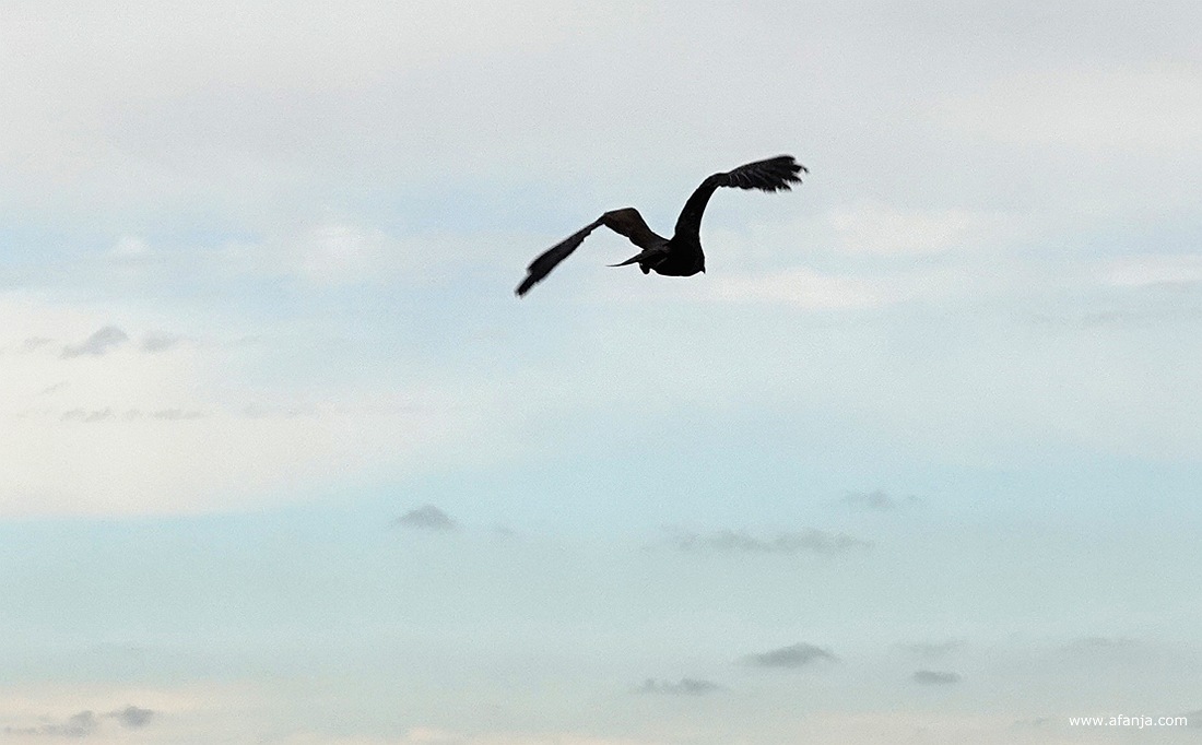 de bruine kiekendief vliegt zonder vangst weg