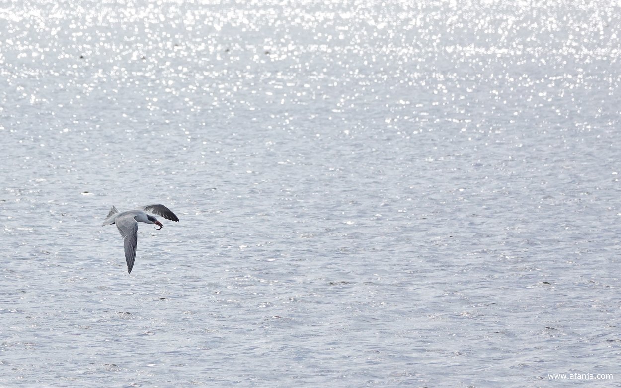 een reuzenstern vliegt met een gevangen vis in zijn snavel boven het water