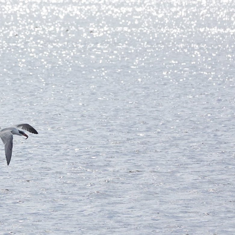 een reuzenstern vliegt met een gevangen vis in zijn snavel boven het water