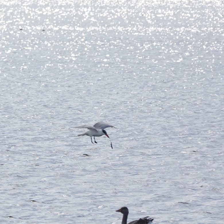 de reuzenstern remde af en keek de vis na