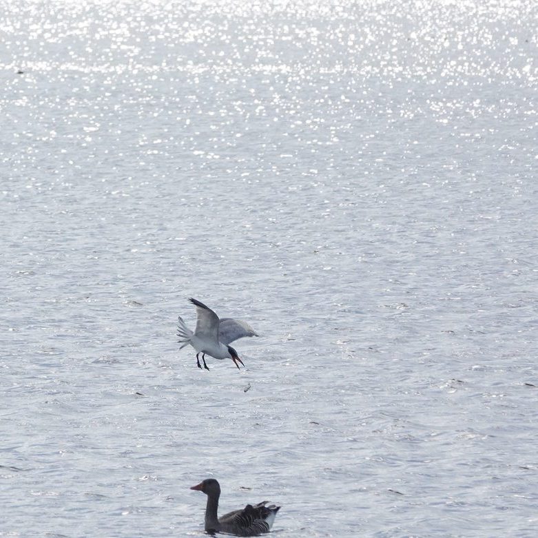 met open snavel dook de reuzenstern achter de vliegende vis aan
