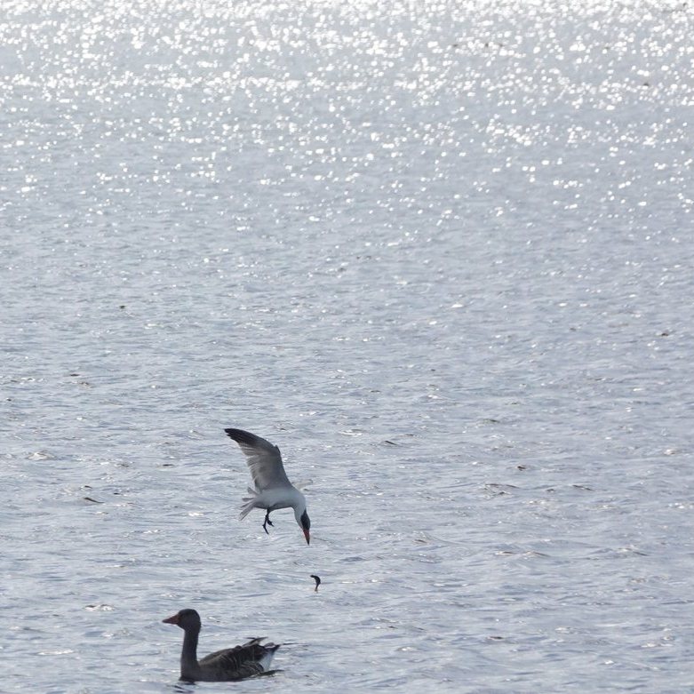 nu moest de reuzenstern wel heel snel zijn