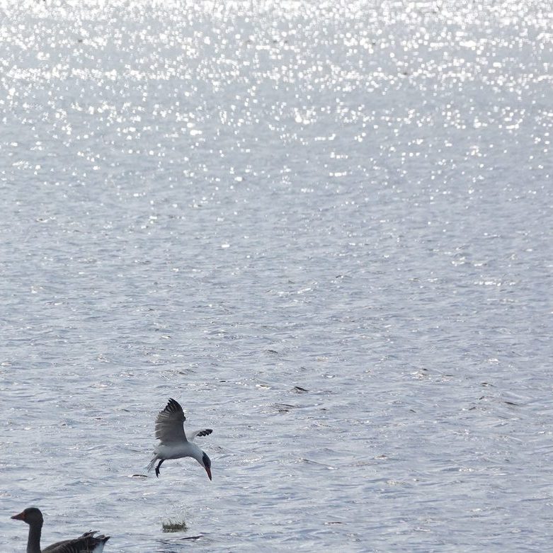 'plons' ... de vliegende vis is te water gegaan en de reuzenstern ziet hem niet meer terug