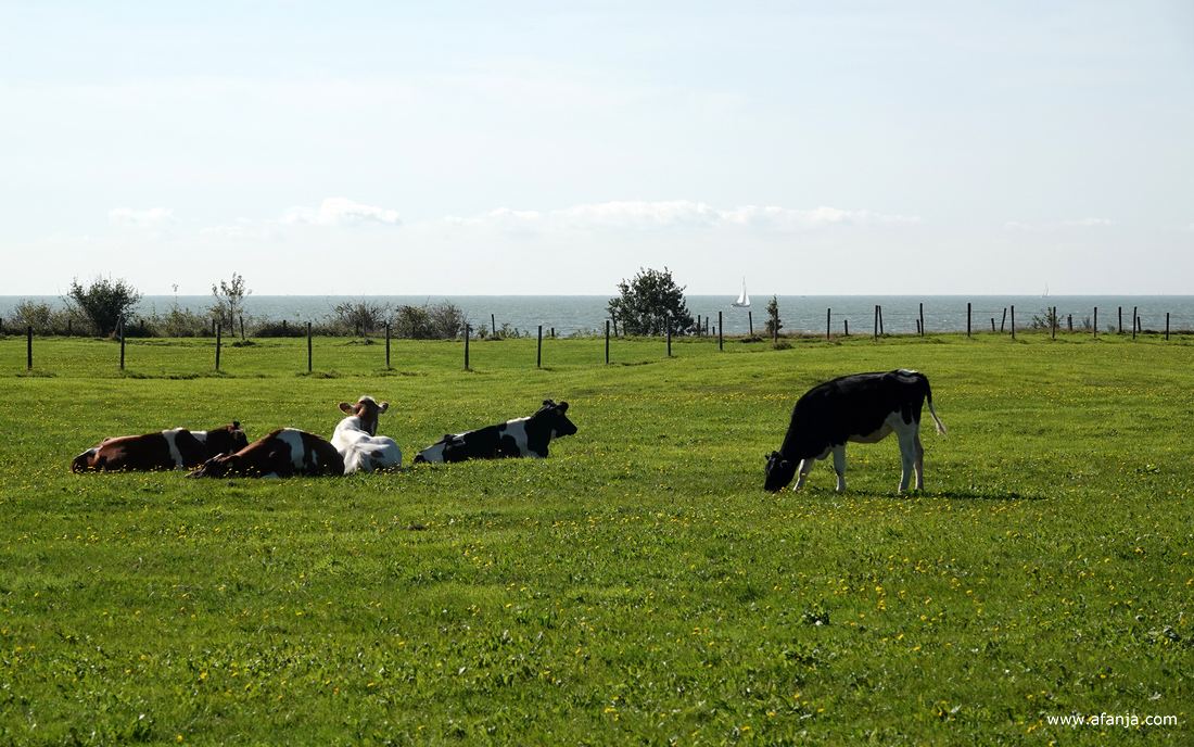 jongvee op het Mirdumer Klif met op de achtergrond een zeilboot op het IJsselmeer