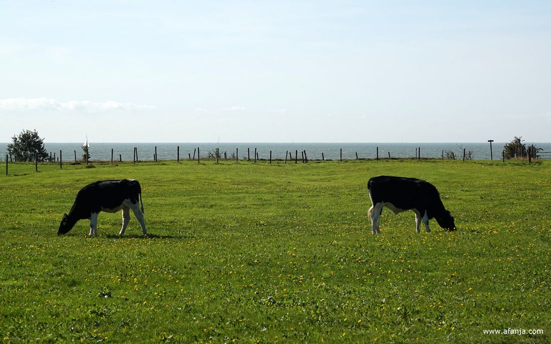 jongvee rug aan rug op het Oudemirdumer Klif