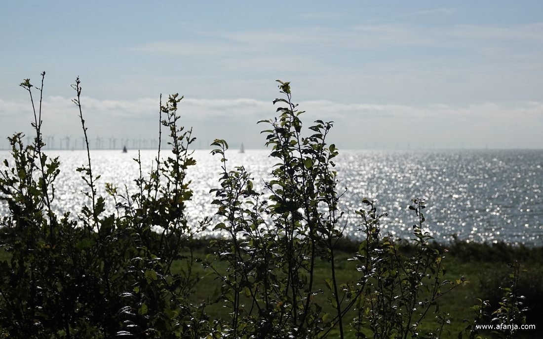 op de voorgrond het silhouet van struikgewas, op de achtergrond het IJsselmeer met in de verte een paar zeilboten en een rij windturbines