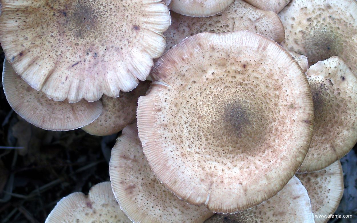 paddenstoelen - honingzwam