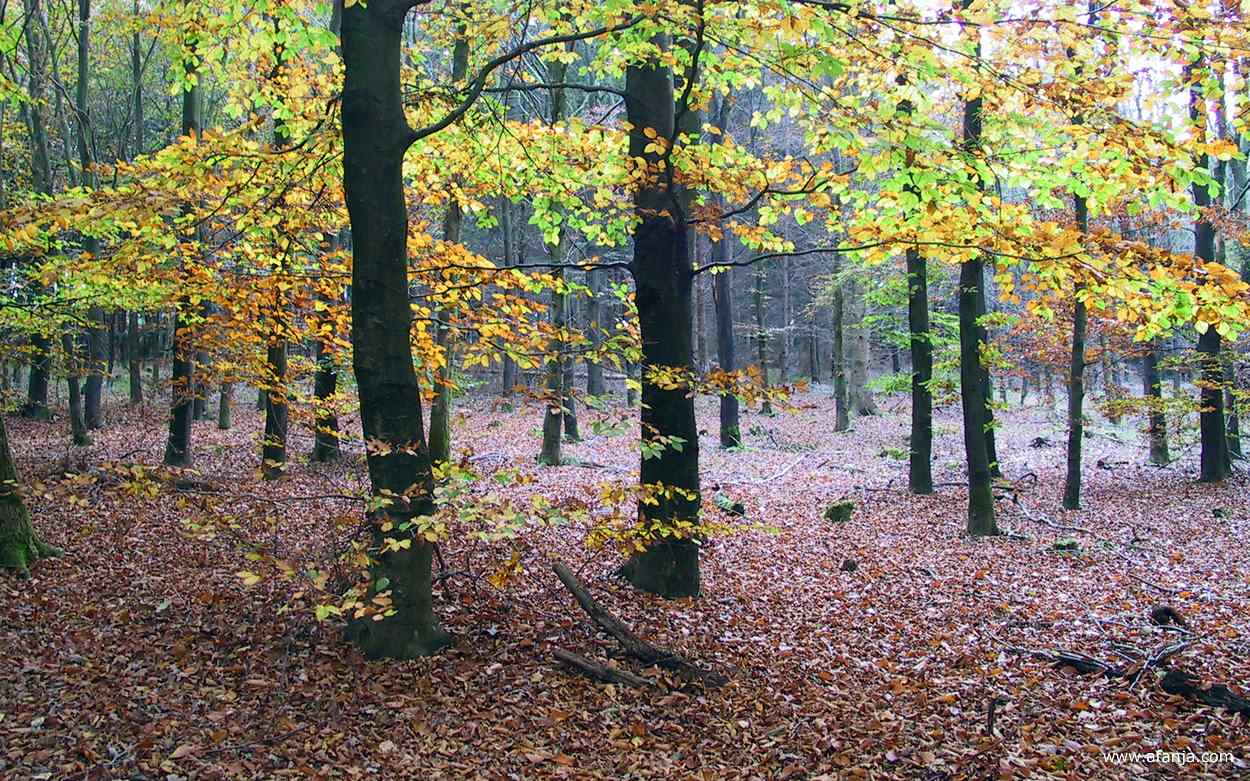 herfst in het bos bij Olterterp