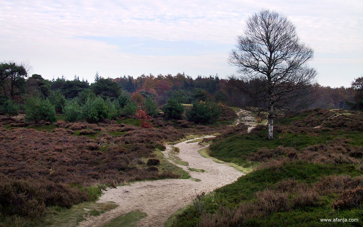 op de heide van It Mandeflid bij Bakkeveen
