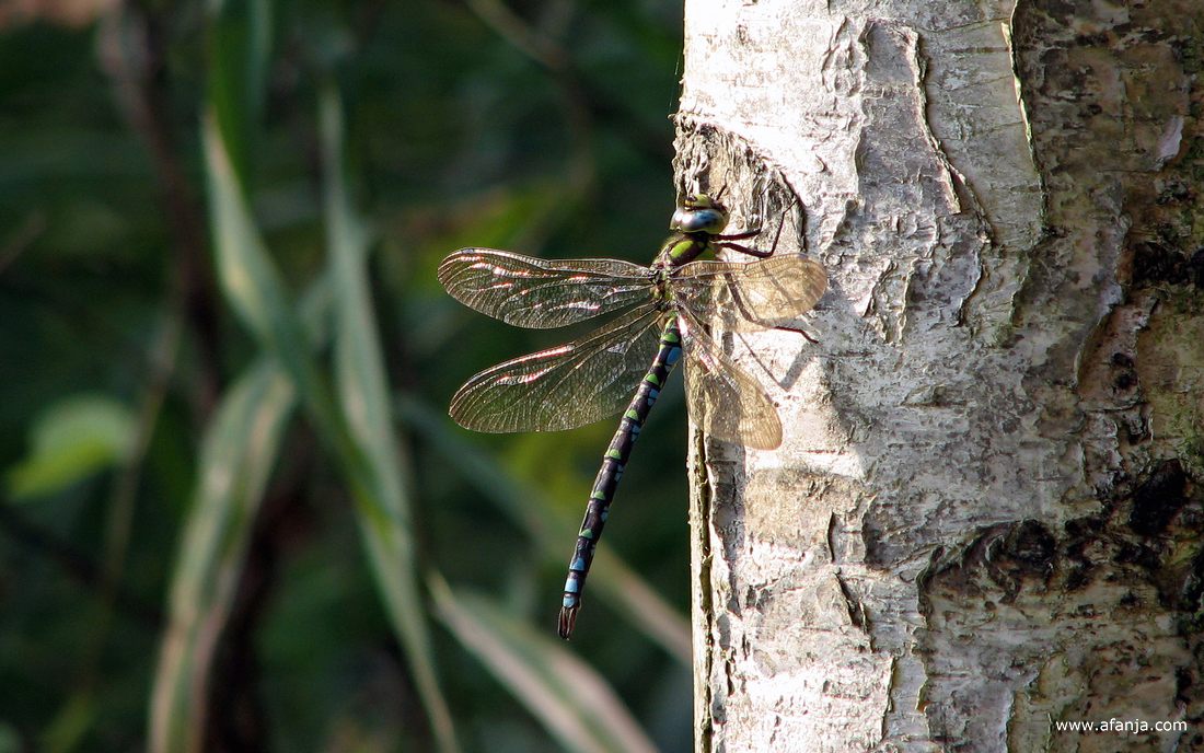 een blauwe glazenmaker