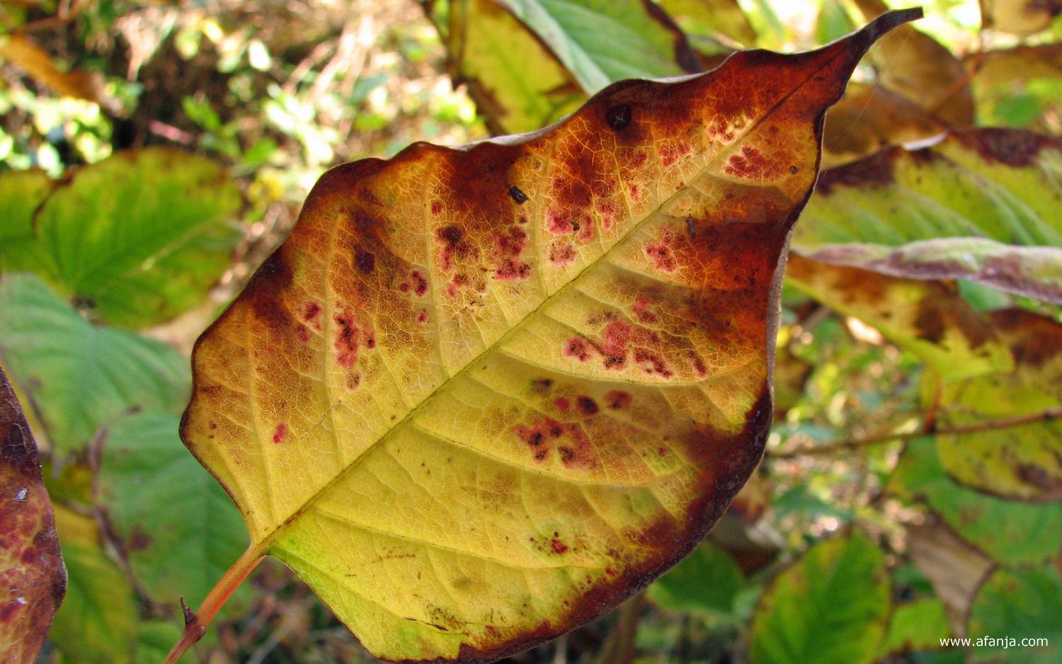 een geel blad met een bruine rand