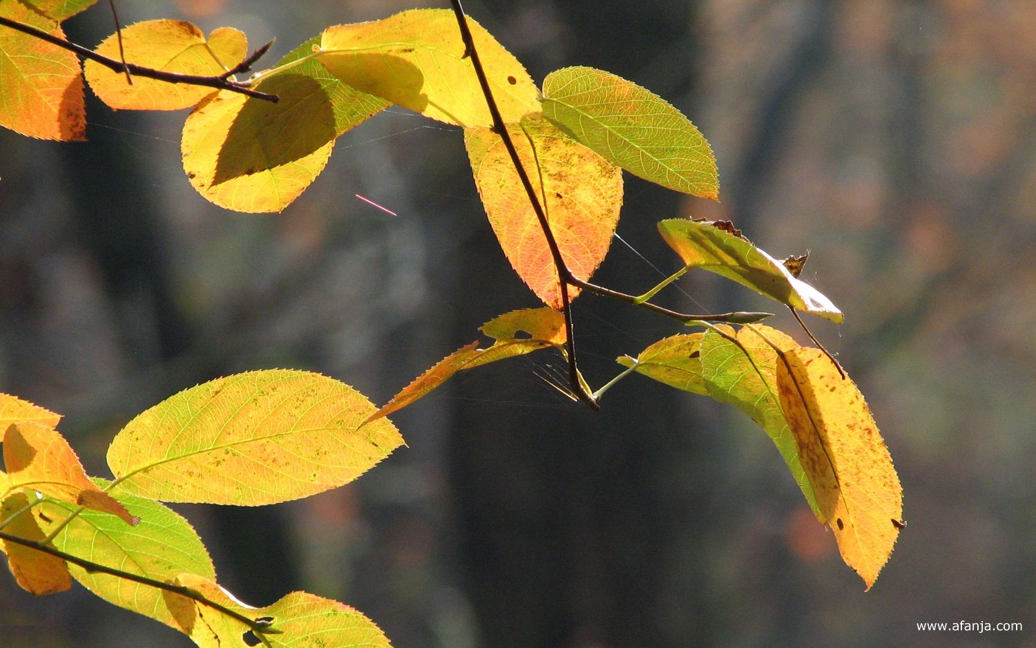 een twijgje met gele-groene bladeren
