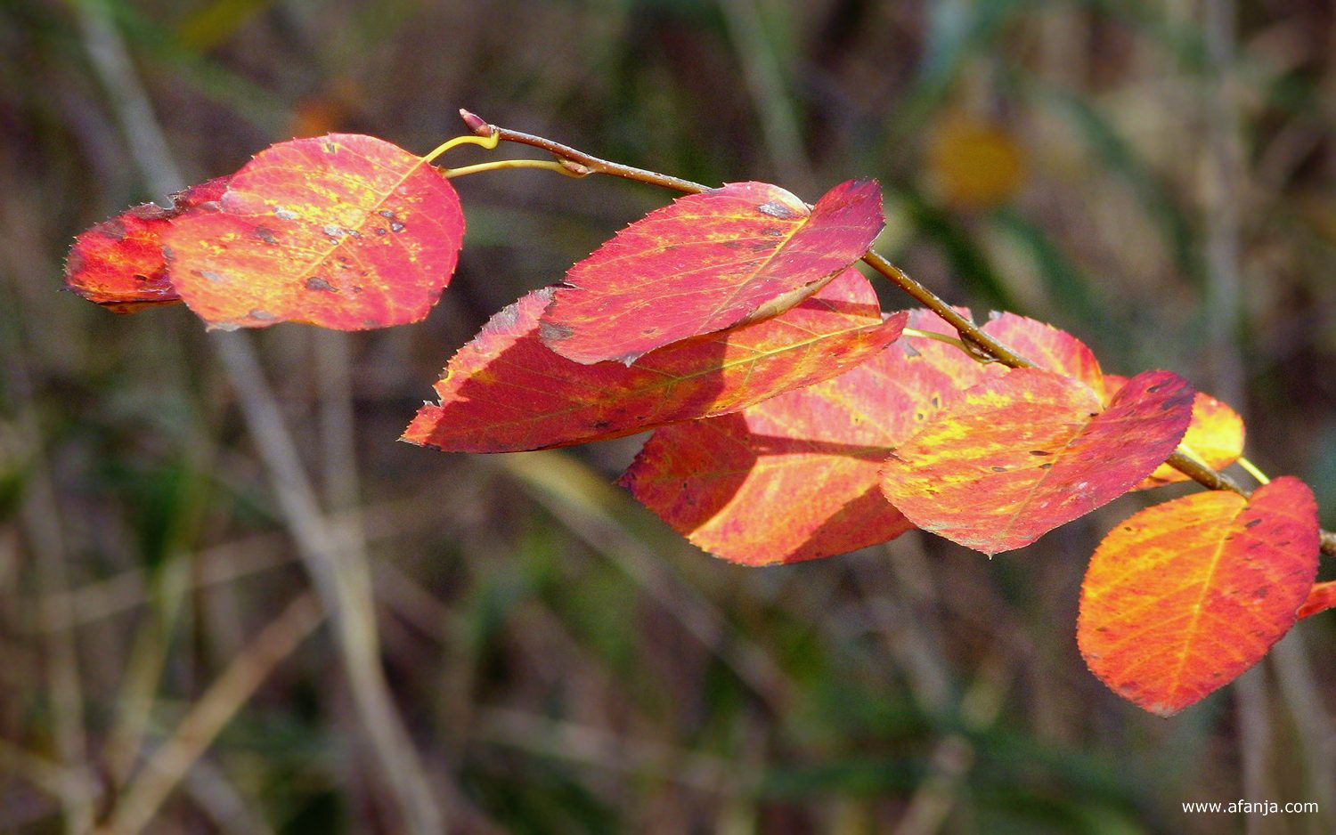 een twijgje met rood-gele bladeren
