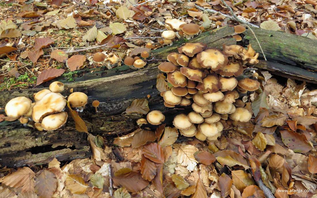 paddenstoelen op dood hout