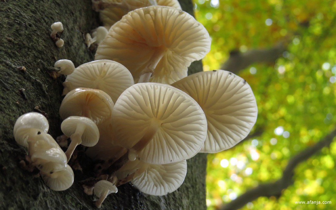 porseleinzwammen aan de onderkant