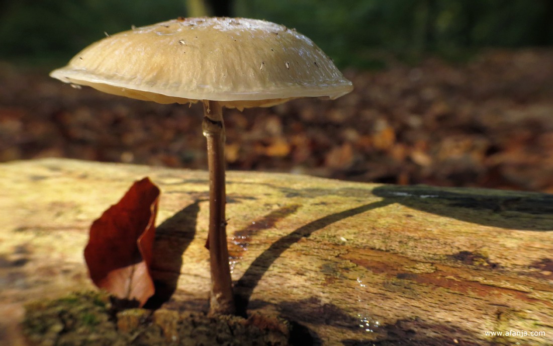 een porseleinzwam op dood hout
