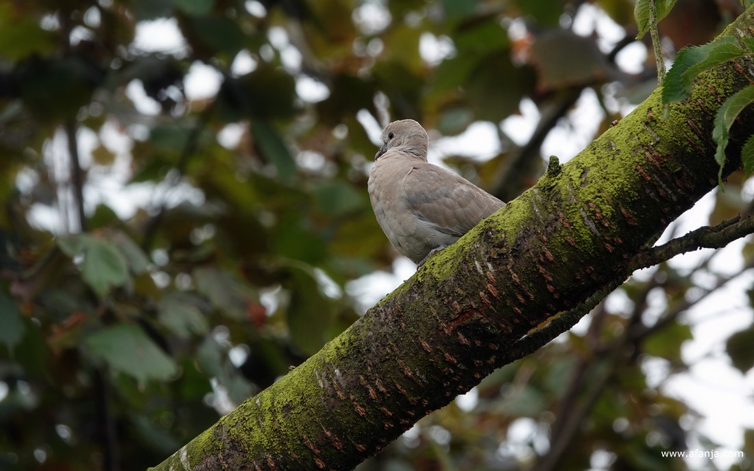 een tortelduif zit op een dikke boomtak