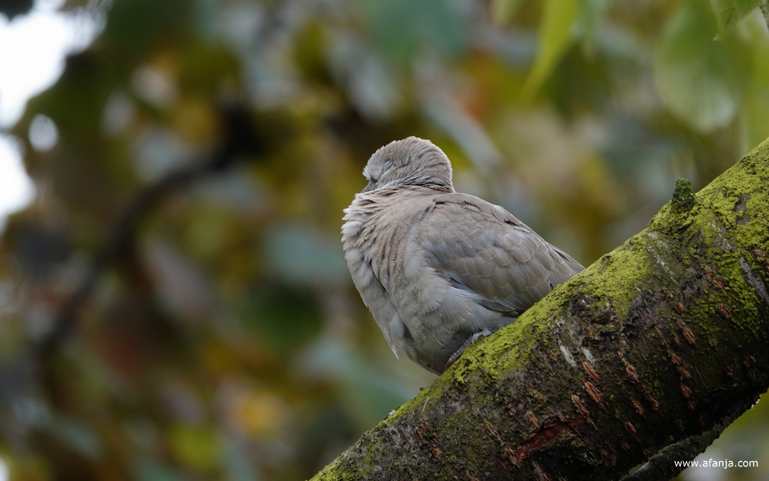 een tortelduif zit op een dikke boomtak