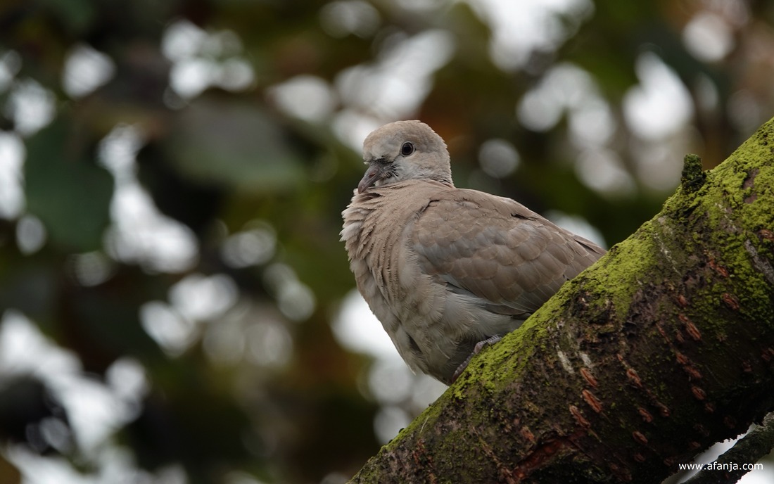 een tortelduif zit op een dikke boomtak