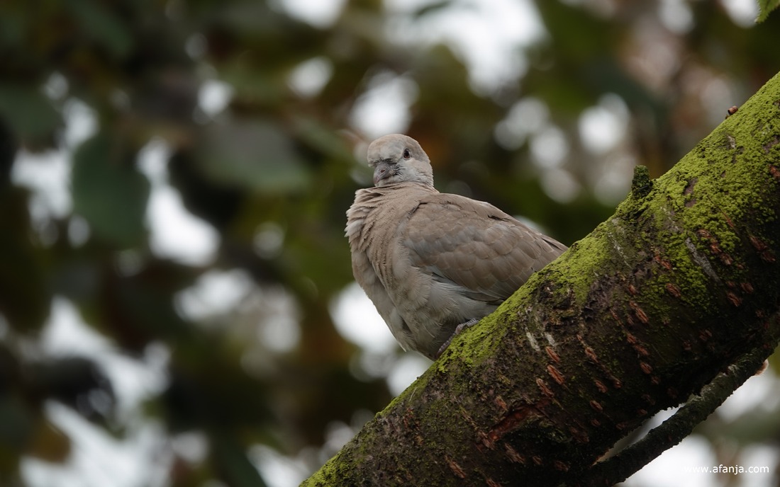 een tortelduif zit op een dikke boomtak
