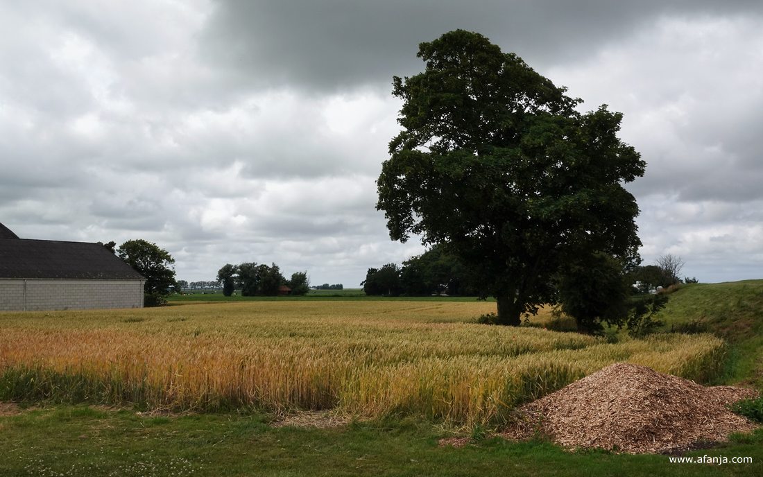 een stukje graanland achter de oude zeedijk