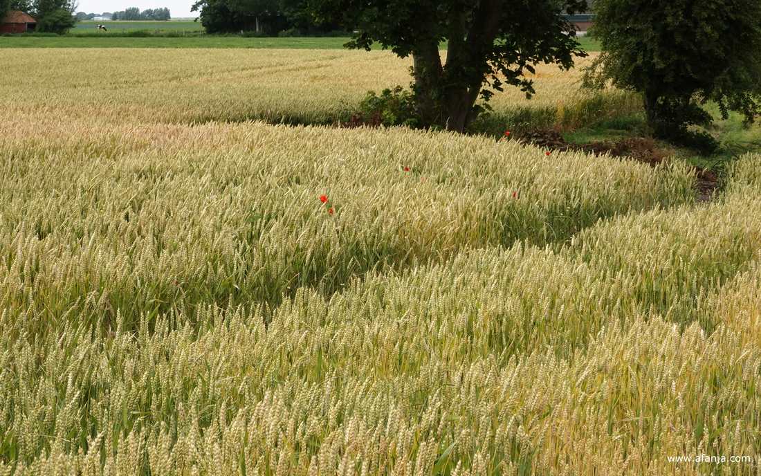 een stukje graanland met een paar klaprozen achter de oude zeedijk