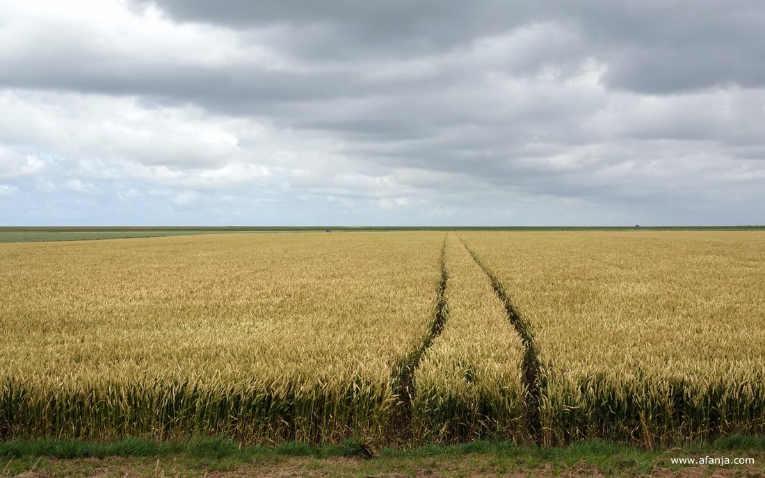graanland met een mooi spoor tussen de oude en de nieuwe zeedijk